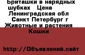 Бриташки в нарядных шубках › Цена ­ 2 500 - Ленинградская обл., Санкт-Петербург г. Животные и растения » Кошки   